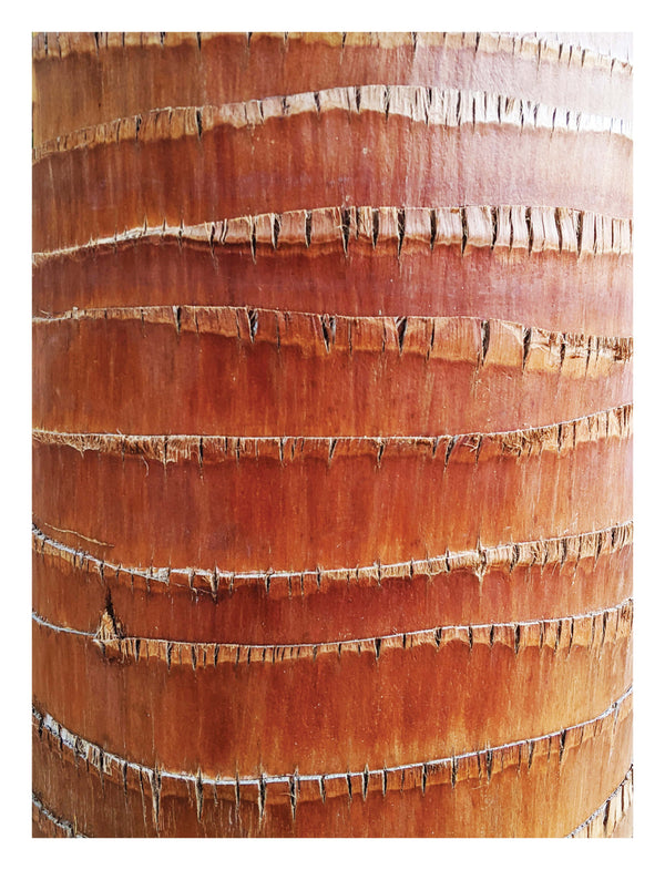 Palm Bark Detail